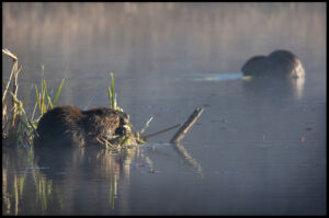 Photo of the Week: Beavers of the Norwottock Trail