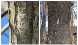 What to Do if You Find Spotted Lanternfly Eggs