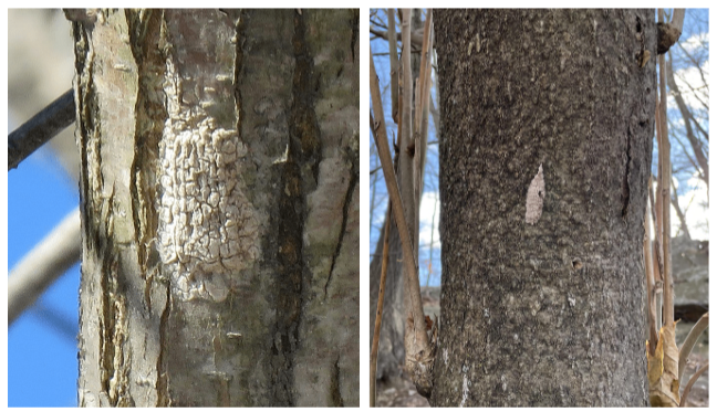 What to Do if You Find Spotted Lanternfly Eggs
