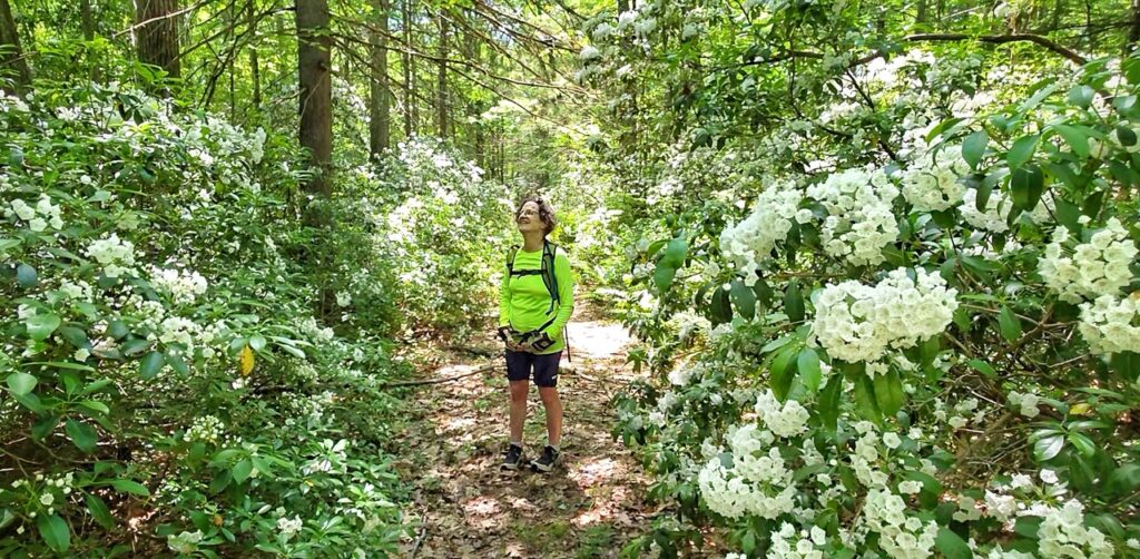 Photos of the Week: Mountain Laurels in Full Bloom