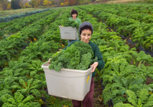 UMass Amherst Ag and Food Science Programs Ranked Among the Best in the World