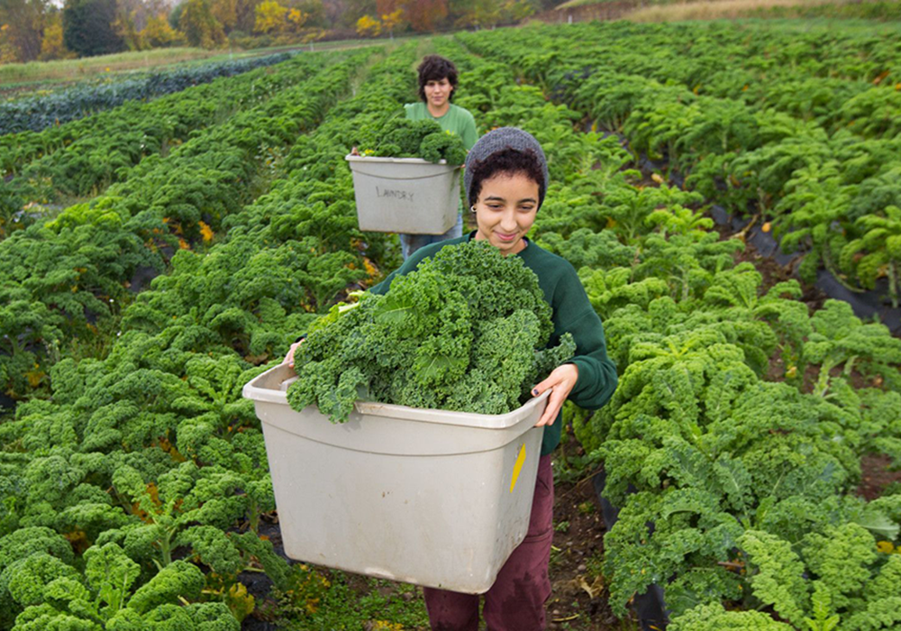 UMass Amherst Ag and Food Science Programs Ranked Among the Best in the World