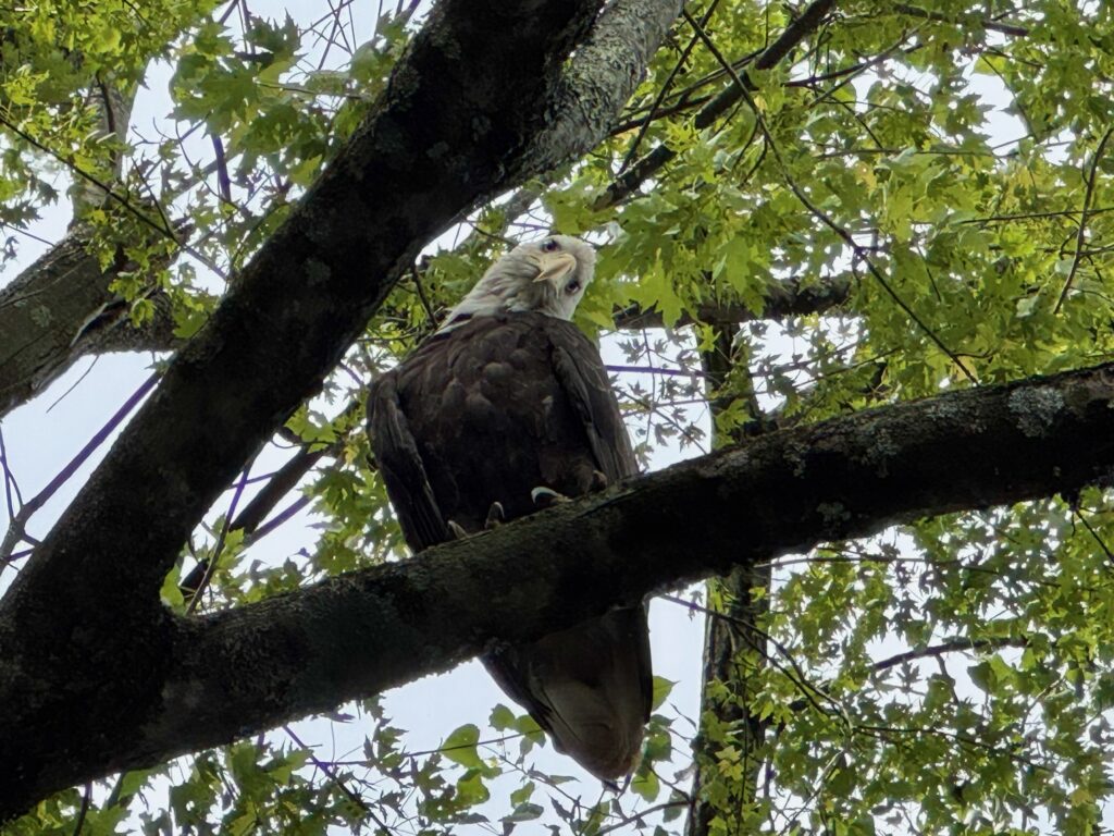 Eagle