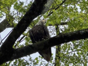 Eagle
