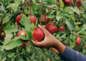 orchard, apples, food forest, fruit