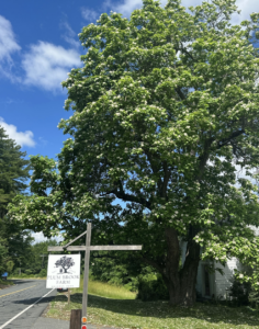 Amherst Arbor Spotlight: Northern Catalpa