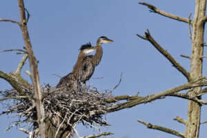 Photos of the Week: Great Blue Heron Chicks