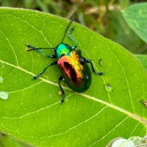 Photo of the Week: Dogbane Beetle