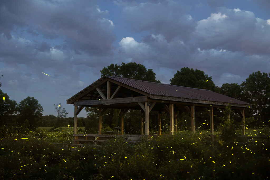 Photos of the Week: Chasing Fireflies