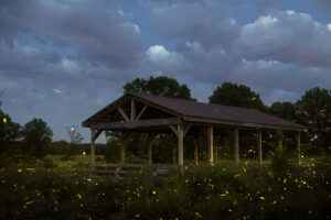Photos of the Week: Chasing Fireflies