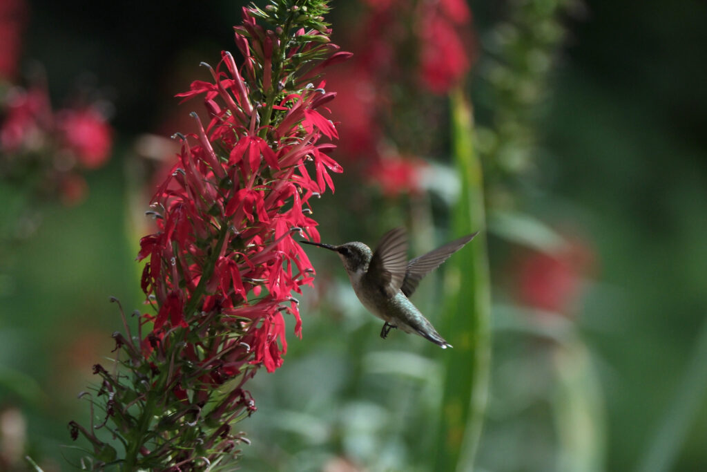 Photos of the Week: Hummingbird in Flight