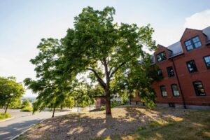 Amherst Arbor Spotlight: Black Walnut