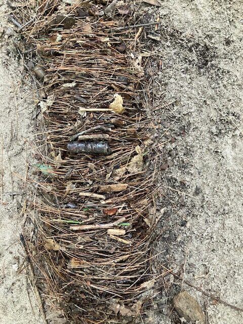 Photo of the Week: Hasselback Pine Needles at Amethyst Brook