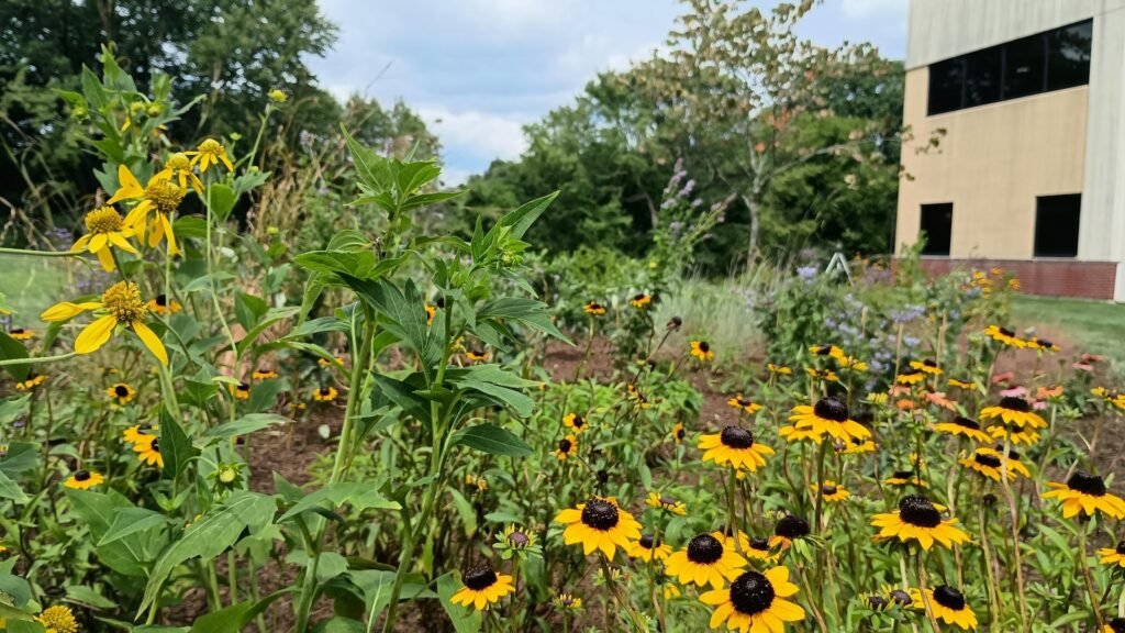New UMass Pollinator Garden Takes Root at 400 Venture Way