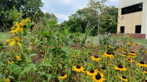 New UMass Pollinator Garden Takes Root at 400 Venture Way