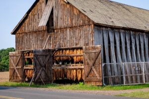 New,England,Tobacco,Barn,Hanging,To,Dry
