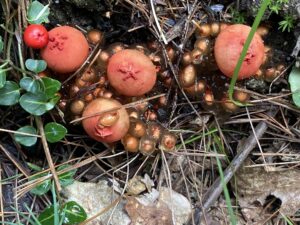 Red Fungi Brightwater Bog