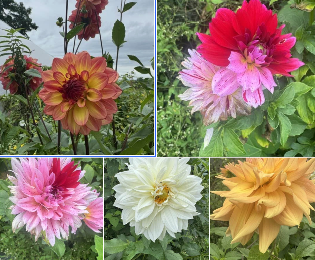 Photos of the Week: Adventures with Flowers and Fungi