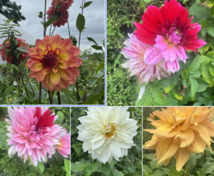 Photos of the Week: Adventures with Flowers and Fungi