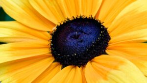 Flower Blsck eyed Susan