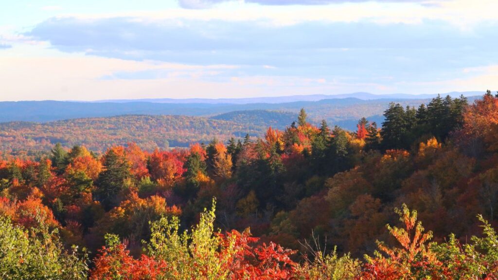 ANNE MARIE TAYLOR FOLIAGE #3