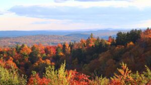 ANNE MARIE TAYLOR FOLIAGE #3